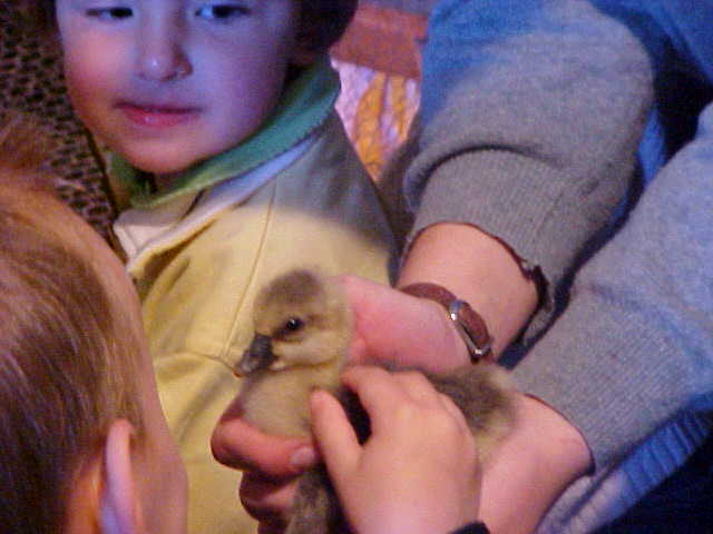 Poussins et Canetons.
