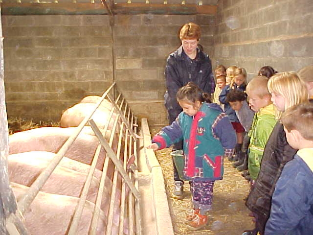 Les enfants nourissent les cochons.