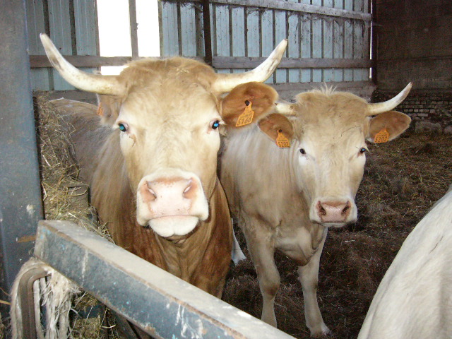Donner du foin aux vaches.