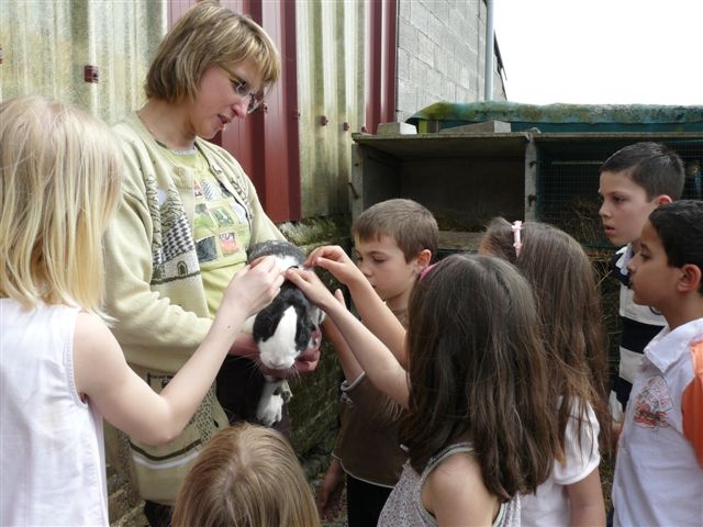 Caresse et soins aux animaux.